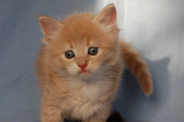 Ramon mit 5 Wochen.jpg